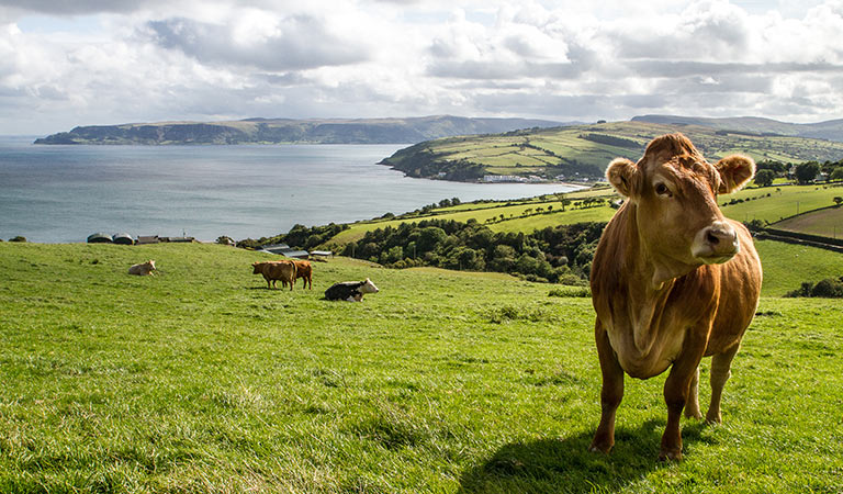 Das immergrüne Irland!