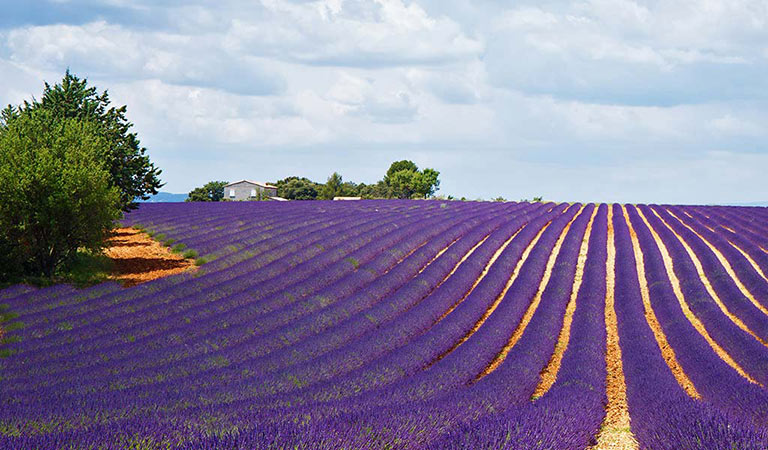 Provence im Lavendelblütenkleid