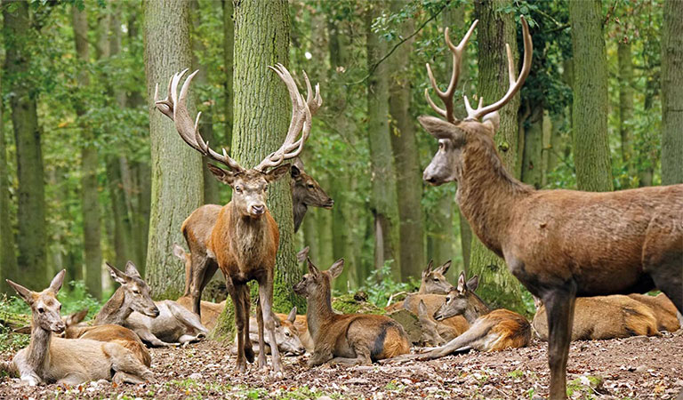 Hochwildpark Kommern