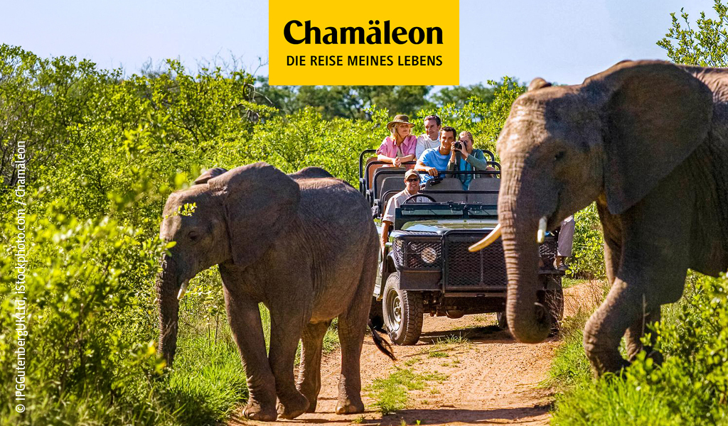 Eine Gruppe Reisender im Safari-Jeep beobachtet zwei graue Elefanten im Grünen