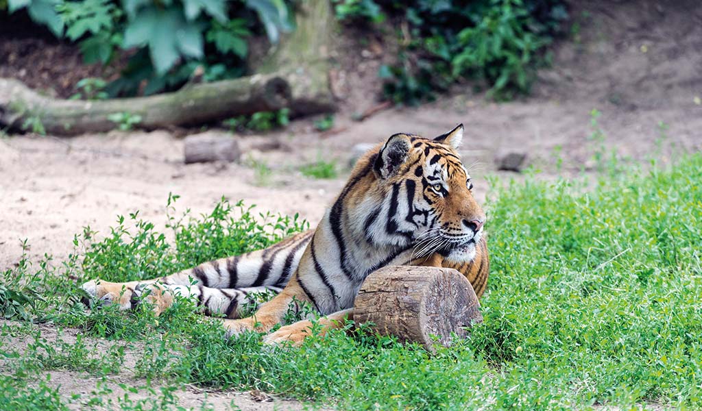 Kölner Zoo