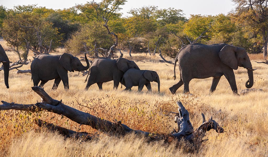 1024x600 elephant