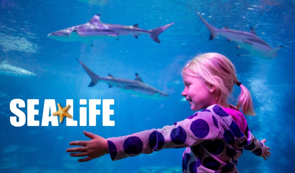 Sealife