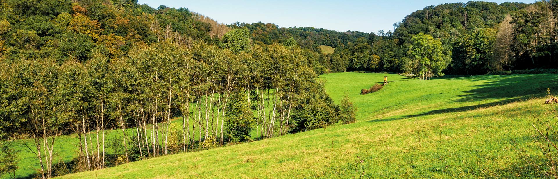 Eine grüne Landschaft mit Hügeln, Bäumen und einem klaren Himmel im Hintergrund.