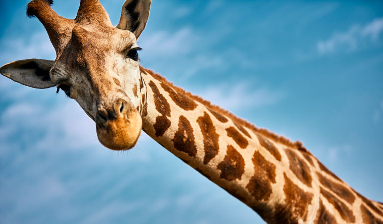Eine neugierige Giraffe mit braun gemustertem Fell vor blauem Himmel