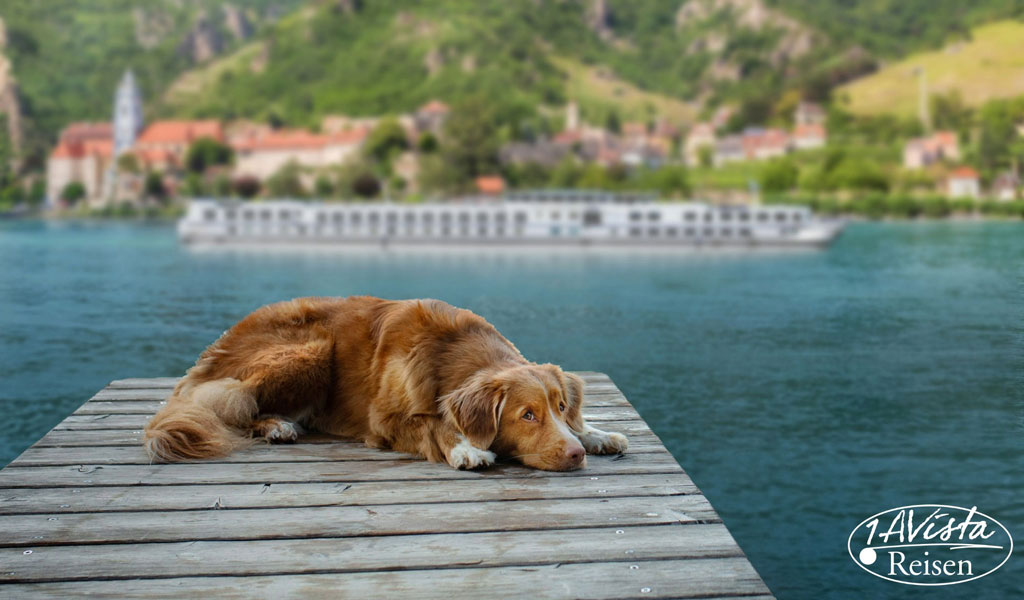 Ein brauner Hund liegt entspannt auf einem Holzsteg am Wasser vor grünen Hügeln