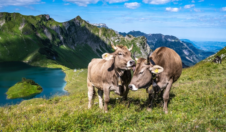 Zwei braune Kühe stehen auf einer grünen Wiese vor blauer Bergkulisse