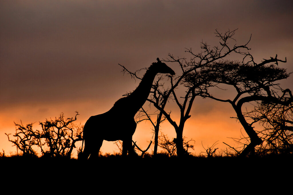 Eine Giraffe steht vor dunklen Bäumen bei Sonnenuntergang, ihre Silhouette hebt sich ab