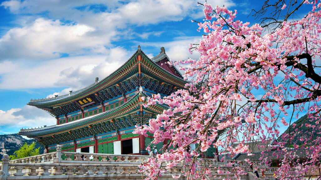 Ein traditioneller asiatischer Tempel mit bunten Dächern und rosa Blüten im Vordergrund
