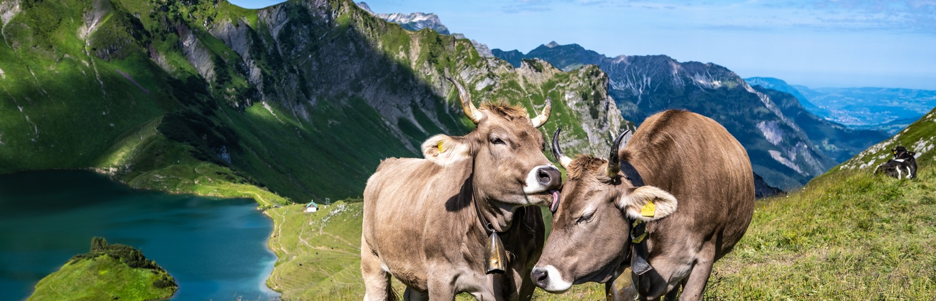 Zwei braune Kühe stehen entspannt auf einer grünen Alm neben einem klaren See