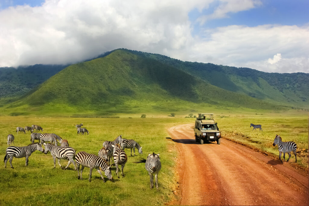 Ein Safari Jeep fährt auf einer roten Straße durch grünes Gras vorbei an Zebras