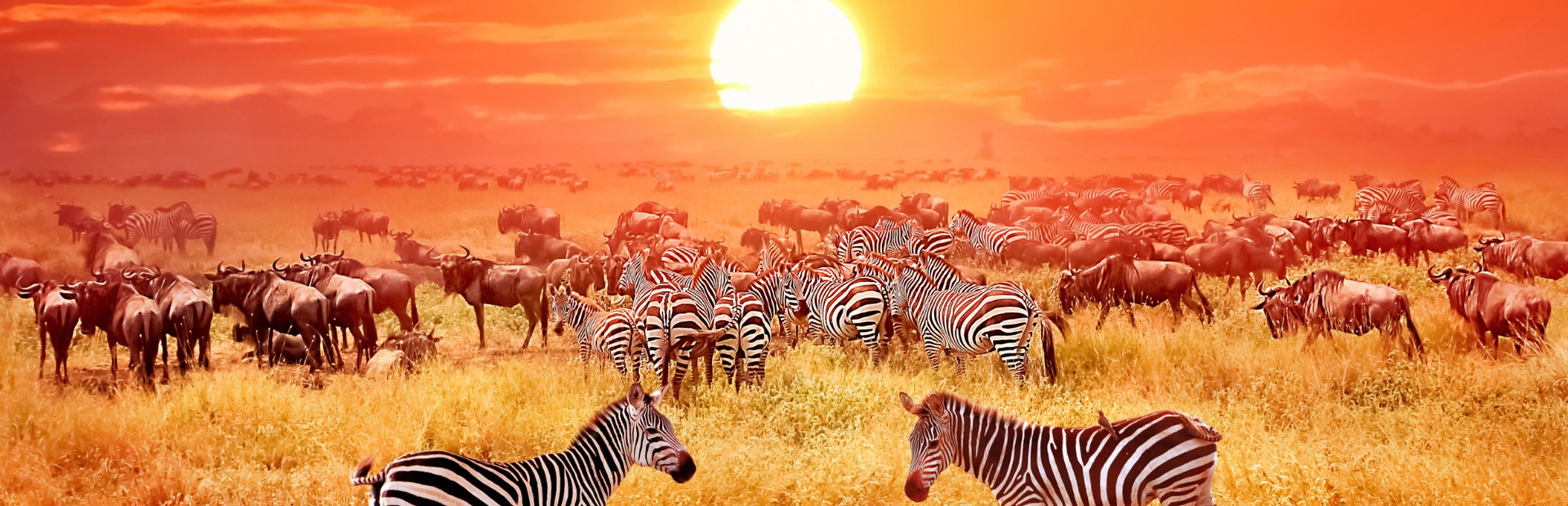 Zebras und Antilopen grasen in goldenen Feldern bei Sonnenuntergang