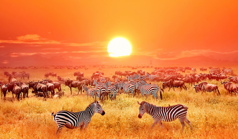 Zebras und zahlreiche Antilopen stehen auf goldenem Gras vor einem leuchtenden Sonnenuntergang