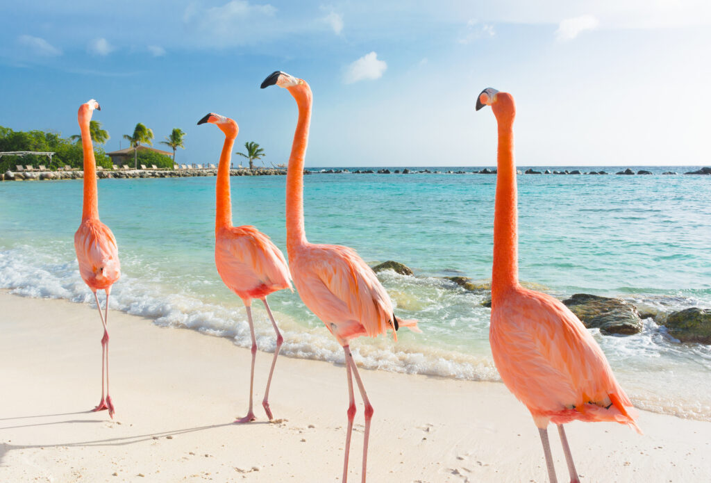 Vier leuchtend rosafarbene Flamingos stehen entspannt am weißen Sandstrand