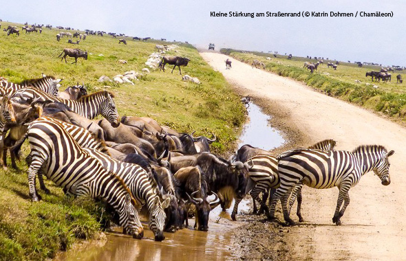 Zebras und Gnus trinken gemeinsam am Wasserloch neben einer staubigen Straße