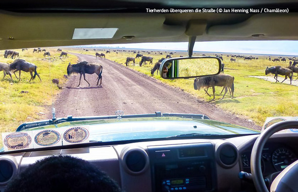 Eine Herde dunkler Gnus überquert entspannt eine staubige Straße durch die Savanne