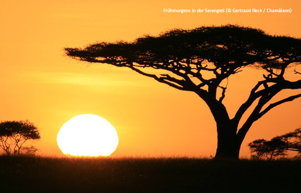 Eine goldene Sonne geht hinter einer markanten Akazie in der Serengeti auf